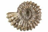 Bumpy Ammonite (Douvilleiceras) Fossil - Madagascar #343816-1